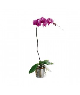 The Lavender Phalaenopsis Orchid